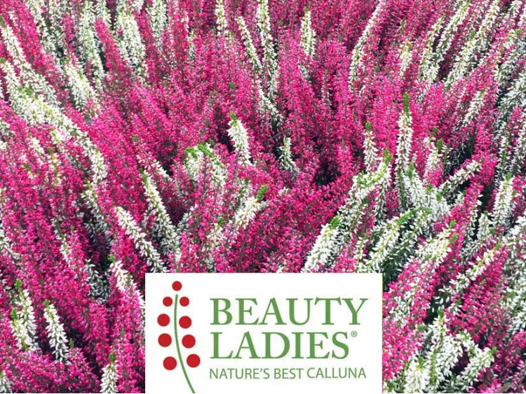 Wrzos DUOCOLOR 2-kolorowy Beauty Ladies ® biało-różowy