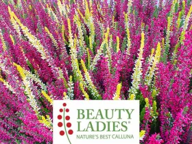 Wrzos DUOCOLOR 2-kolorowy ® Beauty Ladies (żółto-czerwony)