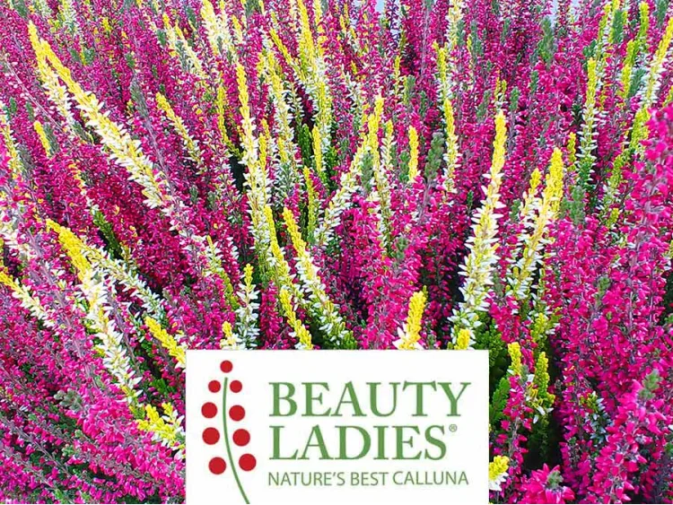 Wrzos DUOCOLOR 2-kolorowy ® Beauty Ladies (żółto-czerwony)