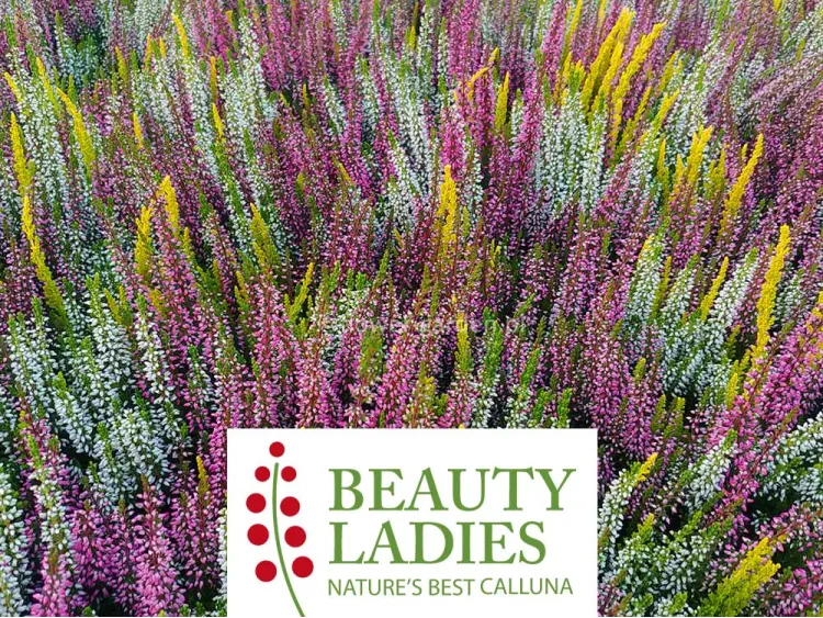 Wrzos TRICOLOR 3-kolorowy Beauty Ladies ® biało-żółto-różowy