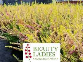 Wrzos Anna-Sofie Beauty Ladies ®