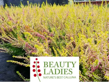 Wrzos Anna-Sofie Beauty Ladies ®