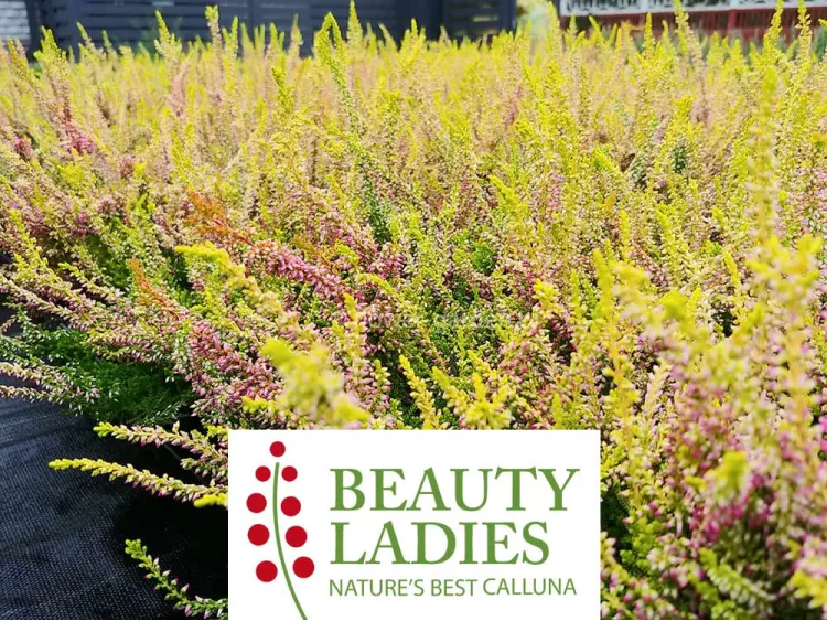 Wrzos Anna-Sofie Beauty Ladies ®
