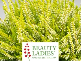 Wrzos Anouk Beauty Ladies ®