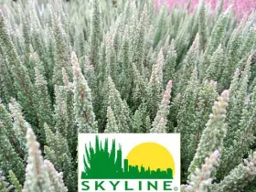 Wrzos Cologne Skyline®