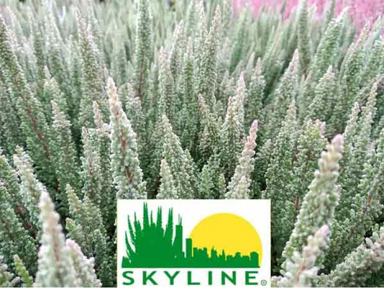Wrzos Cologne Skyline®