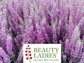 Wrzos Leonia Beauty Ladies ®