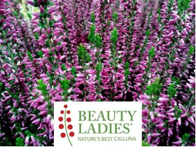 Wrzos Laura ® Beauty Ladies