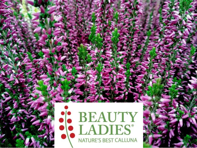 Wrzos Lianne ® Beauty Ladies