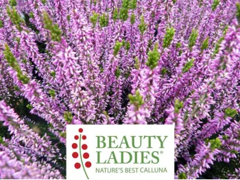 Wrzos Renate ® Beauty Ladies