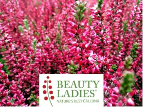 Wrzos Sabella Beauty Ladies ®