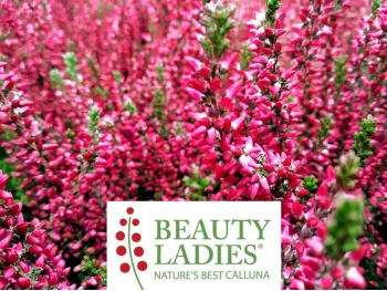Wrzos Sabella Beauty Ladies ®