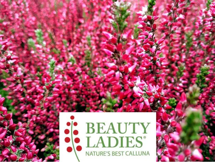 Wrzos Sabella Beauty Ladies ®