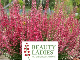 Wrzos Selly ® Beauty Ladies