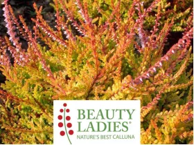 Wrzos Sistar Beauty Ladies ®