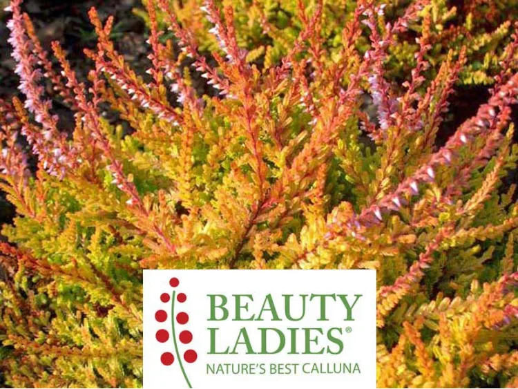 Wrzos Sistar Beauty Ladies ®