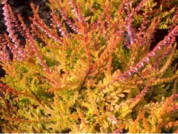 Wrzos 'Wickwar Flame'
