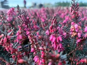 Wrzosiec krwisty Cornelia