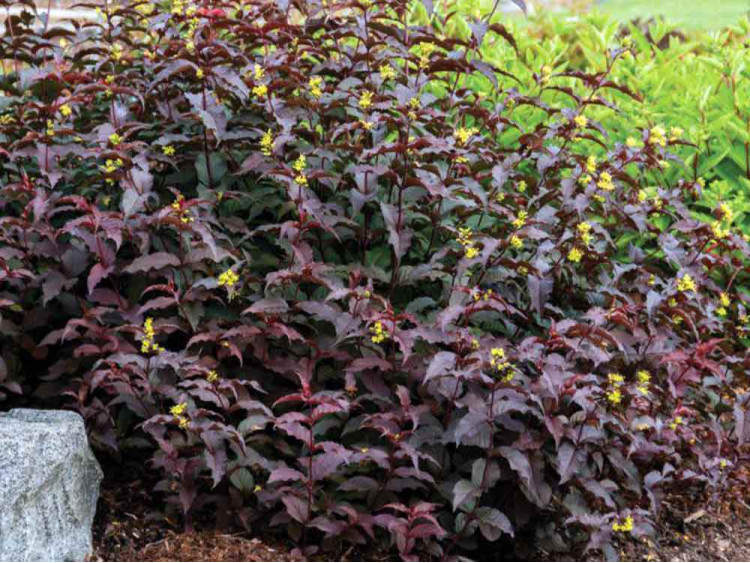 Zadrzewnia okazała DIVA El Madrigal PBR