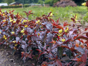 Zadrzewnia okazała DIVA El Madrigal PBR