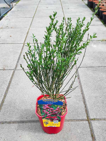 Żarnowiec Boskoop Ruby