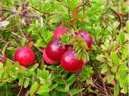 Cranberry Pilgrim
