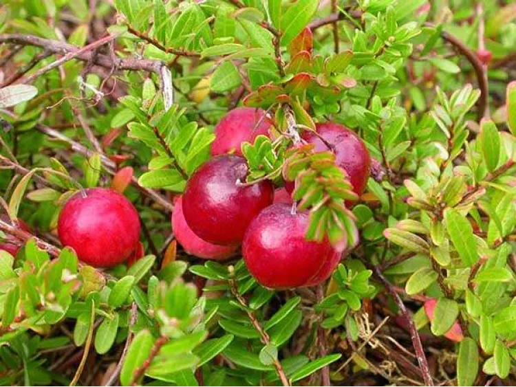 Cranberry Pilgrim