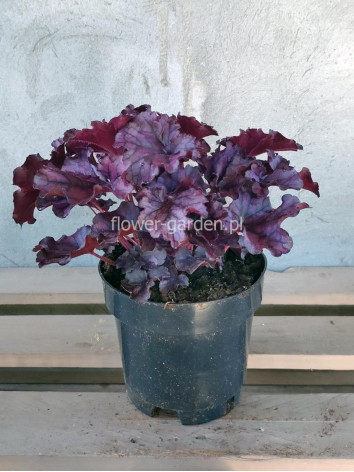 Żurawka FOREVER® Purple