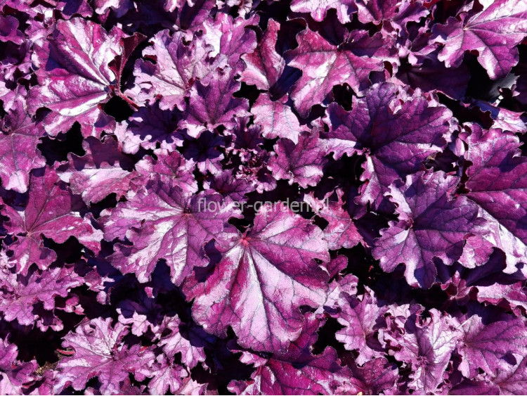 Żurawka FOREVER® Purple