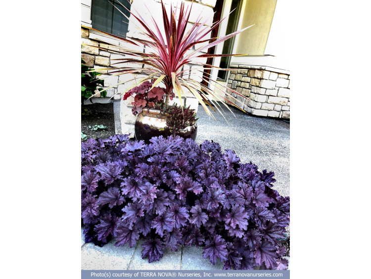 Żurawka FOREVER® Purple