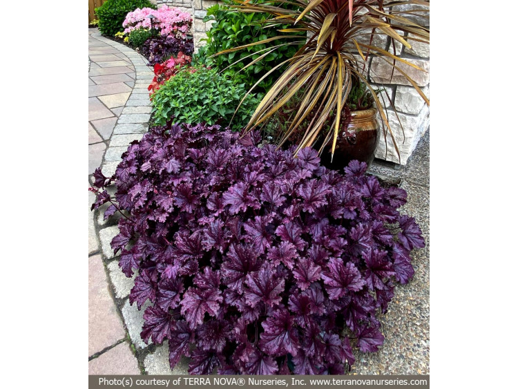 Żurawka FOREVER® Purple