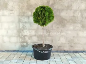Żywotnik zachodni Smaragd formowany kula 100cm #06567