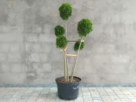 Żywotnik zachodni Smaragd formowany 5 kul 120cm #52331