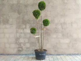 Żywotnik zachodni Smaragd formowany 4 kule 170cm #90725