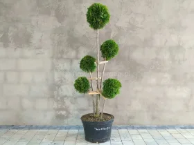 Żywotnik zachodni Smaragd formowany 5 kul 140cm