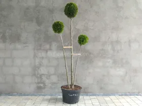 Żywotnik zachodni Smaragd formowany 3 kule 170cm #96225