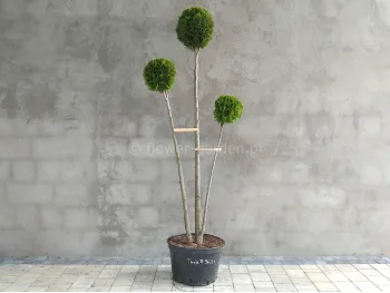 Żywotnik zachodni Smaragd formowany 3 kule 170cm #96225
