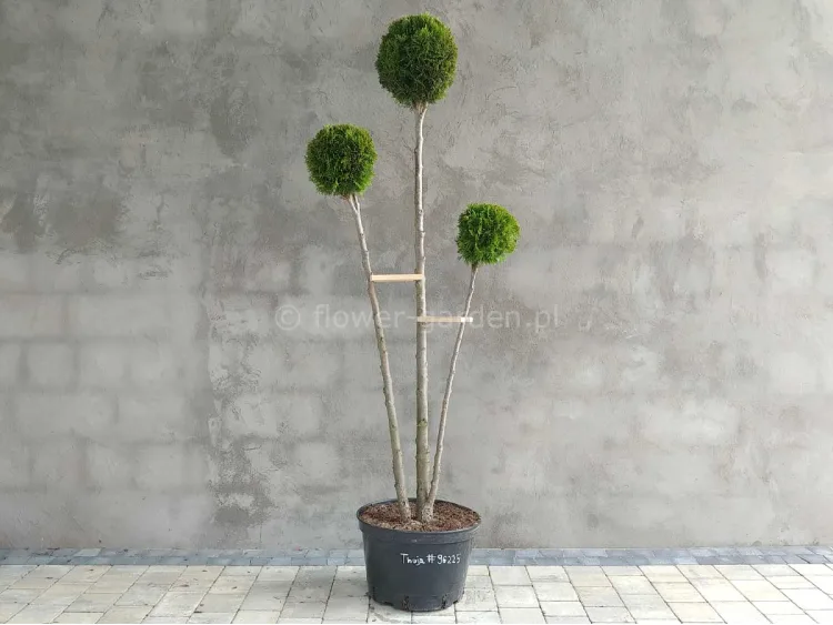 Żywotnik zachodni Smaragd formowany 3 kule 170cm #96225