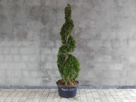 Żywotnik zachodni Smaragd 170cm SPIRALA #05205