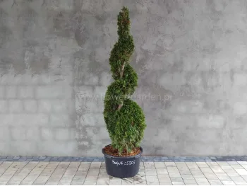 Żywotnik zachodni Smaragd 170cm SPIRALA #05205