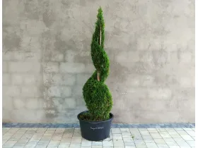 Żywotnik zachodni Smaragd 160cm SPIRALA #05597
