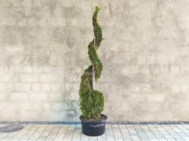 Żywotnik zachodni Smaragd 200cm SPIRALA #33742