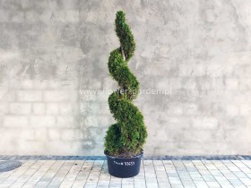 Żywotnik zachodni Smaragd 190cm SPIRALA #73653