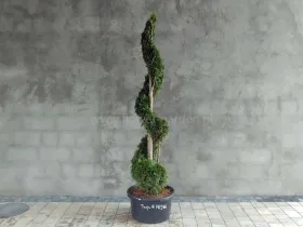 Żywotnik zachodni Smaragd 190cm SPIRALA #76966
