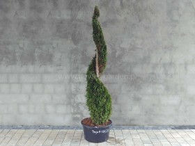 Żywotnik zachodni Smaragd 190cm SPIRALA #79526