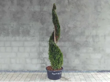 Żywotnik zachodni Smaragd 190cm SPIRALA #79526