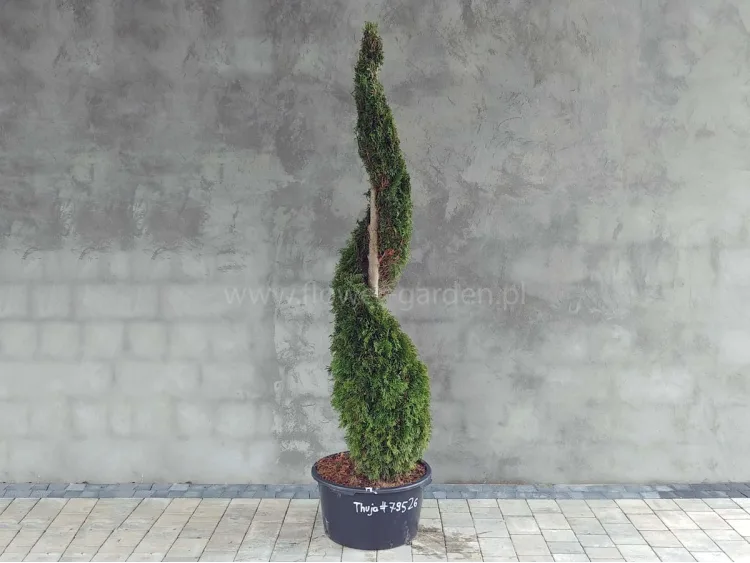 Żywotnik zachodni Smaragd 190cm SPIRALA #79526