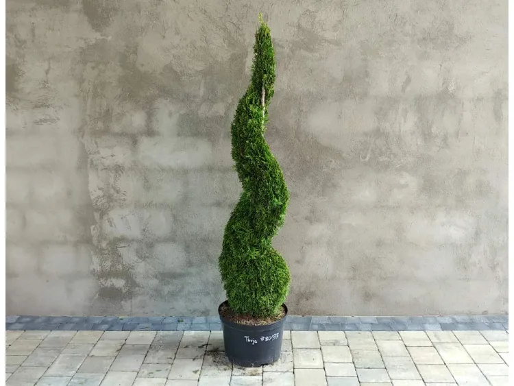 Żywotnik zachodni Smaragd 140cm SPIRALA #80137