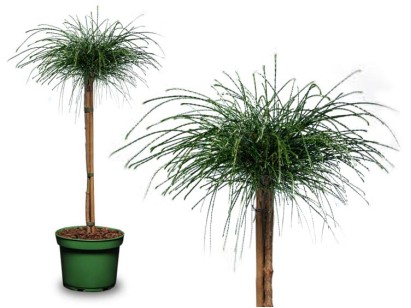Żywotnik Whipcord na pniu 90-100cm