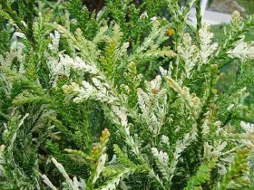 Żywotnikowiec japoński Variegata